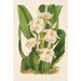 Trichopilia fragrans nobilis - Charles Antoine Lemaire — vy av konstverket