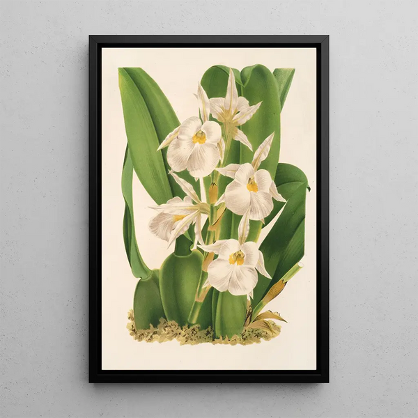 Charles Antoine Lemaire - Trichopilia fragrans nobilis.webp