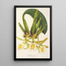 Reproduktion av målningen Trichopilia picta - Charles Antoine Lemaire