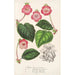 Tydaea Variétés hybrides de - Charles Antoine Lemaire — vy av konstverket