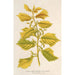 Reproduktion av målningen Ulmus campestris var aurea - Charles Antoine Lemaire