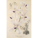 Vanda coerulea - Charles Antoine Lemaire — vy av konstverket