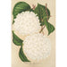 Viburnum plicatum - Charles Antoine Lemaire — vy av konstverket