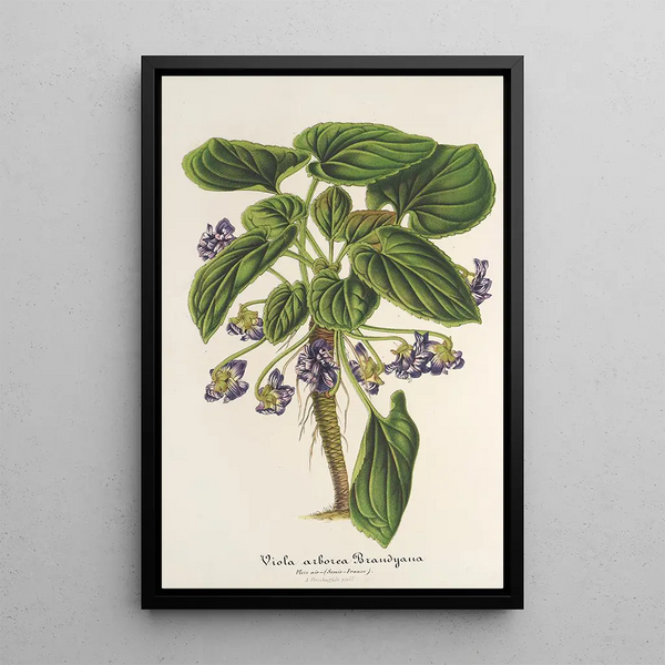Charles Antoine Lemaire - Viola arborea Brandyana.webp
