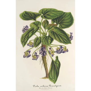 Charles Antoine Lemaire - Viola arborea Brandyana.webp