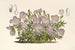 Viola pedata - Charles Antoine Lemaire — vy av konstverket