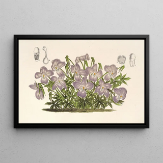 Charles Antoine Lemaire - Viola pedata.webp