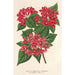 Reproduktion av målningen Weigelia Middendorffiana var purpurata - Charles Antoine Lemaire