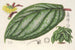 Witheringia pogonandra - Charles Antoine Lemaire — vy av konstverket