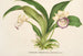 Zygopetalum Warscewiczella marginatum - Charles Antoine Lemaire — vy av konstverket