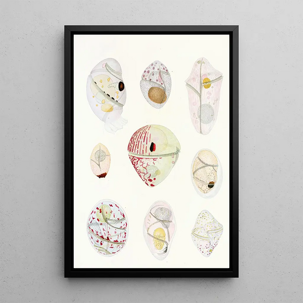 Charles Atwood Kofoid - The freeliving unarmored dinoflagellata pl 6.webp