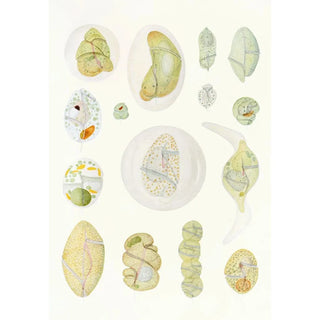 Charles Atwood Kofoid - The freeliving unarmored dinoflagellata pl 9.webp