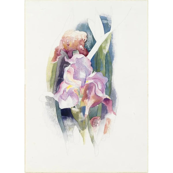 Iris pourpre - Charles Demuth — inramlat konstverk på väggen