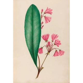 Charles Empson - Drawings of tropical flowers and fruits from South America Pl01.webp