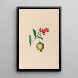 Charles Empson - Drawings of tropical flowers and fruits from South America Pl08.webp