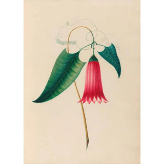 Charles Empson - Drawings of tropical flowers and fruits from South America Pl12.webp