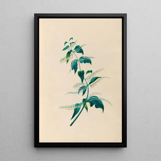 Charles Empson - Drawings of tropical flowers and fruits from South America Pl15.webp