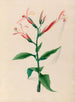 tropiska blommor och frukter från Sydamerika Pl. 17 - Charles Empson — vy av konstverket