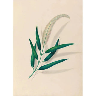 Charles Empson - Drawings of tropical flowers and fruits from South America Pl20.webp