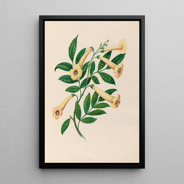 Reproduktion av målningen av tropiska blommor och frukter från Sydamerika Pl31 - Charles Empson