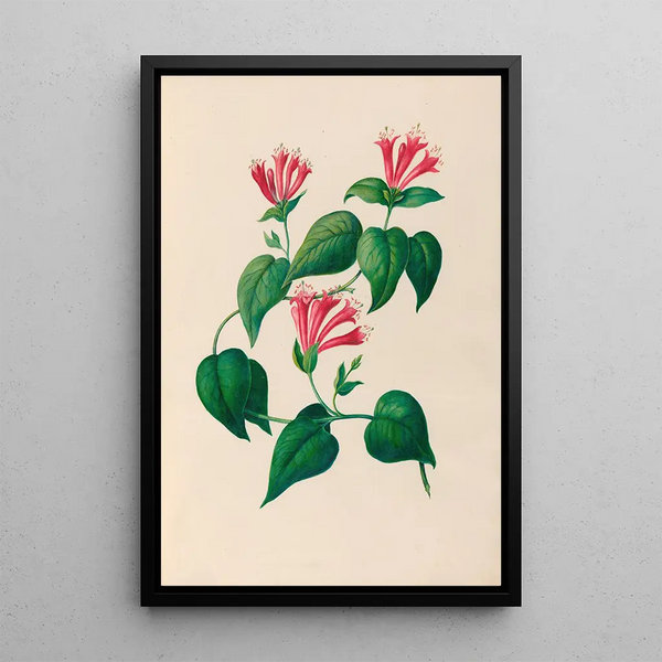 Reproduktion av målningen av tropiska blommor och frukter från Sydamerika Pl32 - Charles Empson