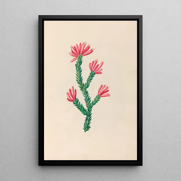 tropiska blommor och frukter från Sydamerika Pl34 - Charles Empson — inramlat konstverk på väggen