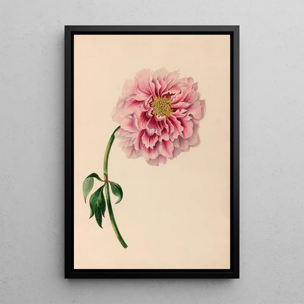 Reproduktion av målningen av tropiska blommor och frukt från Sydamerika Pl38 - Charles Empson