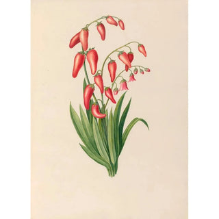 Charles Empson - Drawings of tropical flowers and fruits from South America Pl39.webp