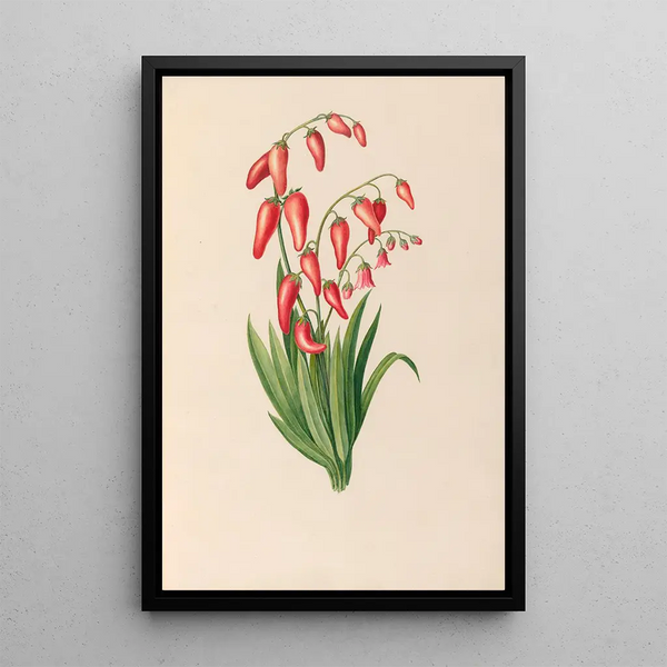 tropiska blommor och frukter från Sydamerika Pl39 - Charles Empson — inramlat konstverk på väggen