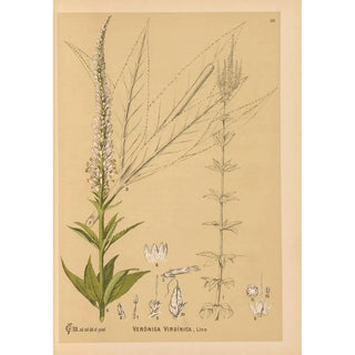 Charles Frederick Millspaugh - Medicinal Plants Pl007.webp