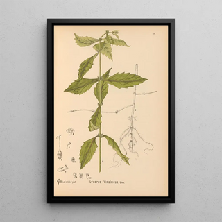 Charles Frederick Millspaugh - Medicinal Plants Pl010.webp