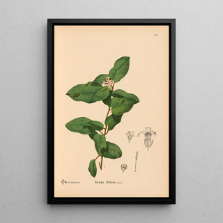 Charles Frederick Millspaugh - Medicinal Plants Pl012.webp