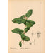 Reproduktion av målningen Medicinalväxter Pl012 - Charles Frederick Millspaugh