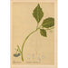 Reproduktion av målningen Medicinalväxter Pl019 - Charles Frederick Millspaugh