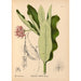 Reproduktion av målningen Medicinalväxter Pl029 - Charles Frederick Millspaugh