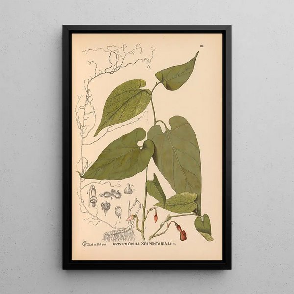 Charles Frederick Millspaugh - Medicinal Plants Pl033.webp