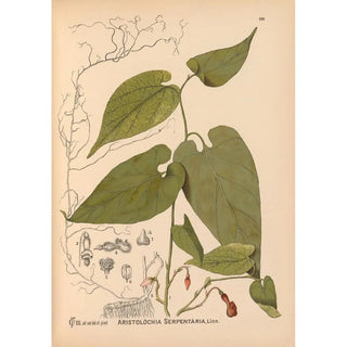 Charles Frederick Millspaugh - Medicinal Plants Pl033.webp