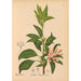 Reproduktion av målningen av medicinska växter Pl034 - Charles Frederick Millspaugh