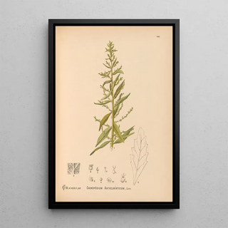 Charles Frederick Millspaugh - Medicinal Plants Pl036.webp