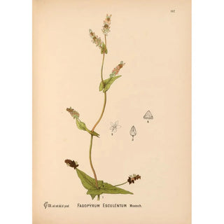 Charles Frederick Millspaugh - Medicinal Plants Pl038.webp