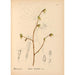 Reproduktion av målningen Medicinalväxter Pl042 - Charles Frederick Millspaugh