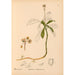 Reproduktion av målningen av medicinalväxter Pl045 - Charles Frederick Millspaugh