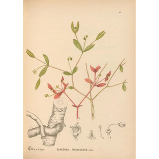 Charles Frederick Millspaugh - Medicinal Plants Pl046.webp