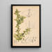 Reproduktion av målningen av medicinska växter Pl047 - Charles Frederick Millspaugh
