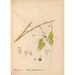 Reproduktion av målningen Medicinalväxter Pl049 - Charles Frederick Millspaugh