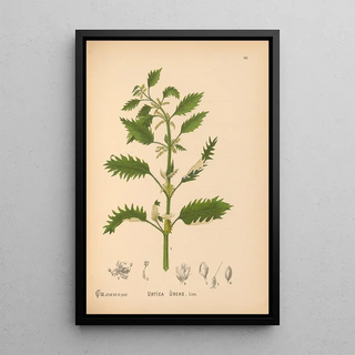 Charles Frederick Millspaugh - Medicinal Plants Pl050.webp