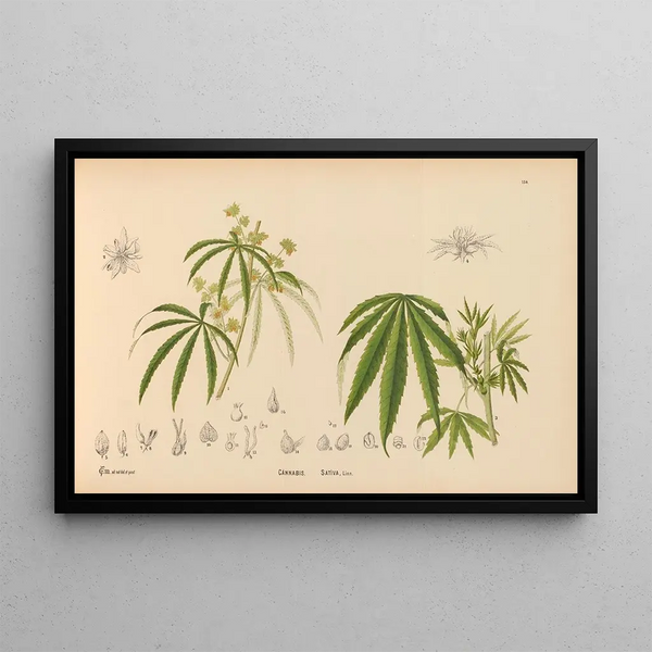 Charles Frederick Millspaugh - Medicinal Plants Pl051.webp