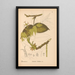 Reproduktion av målningen av medicinska växter Pl053 - Charles Frederick Millspaugh