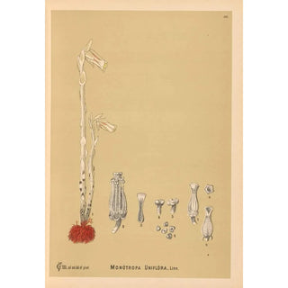 Charles Frederick Millspaugh - Medicinal Plants Pl055.webp