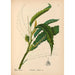 Reproduktion av målningen Medicinalväxter Pl056 - Charles Frederick Millspaugh
